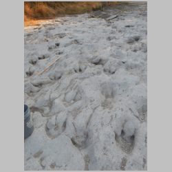 DSCN0539cr Deep theropod S side.jpg